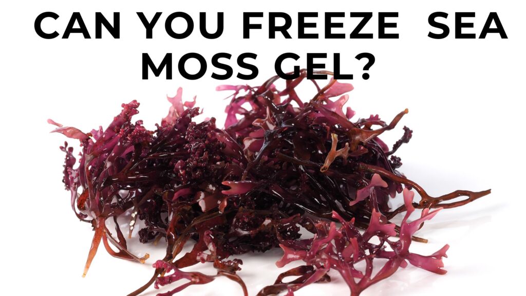 Can You Freeze Sea Moss? 