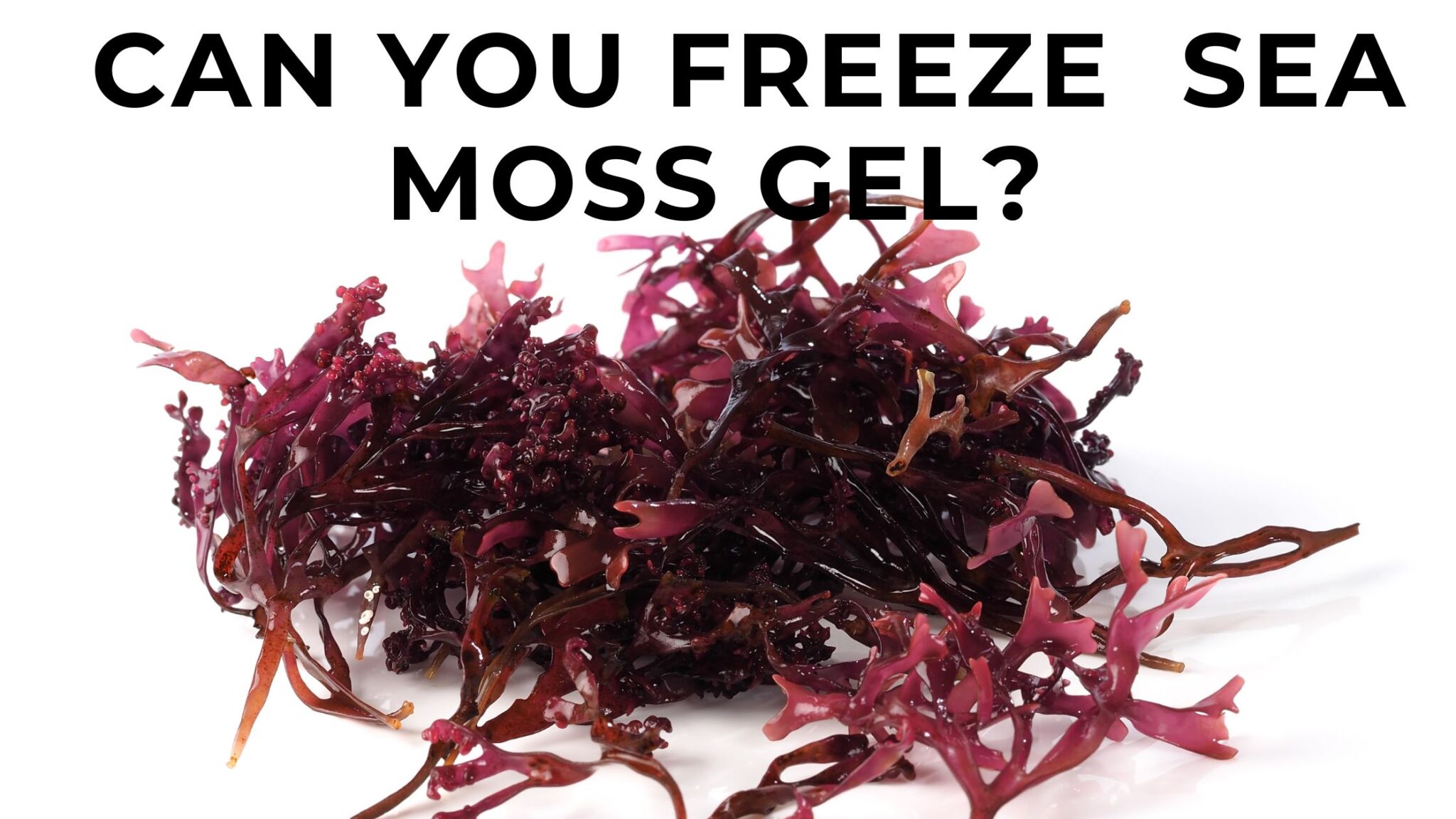 Can you freeze sea moss gel? - FOODANDKITCHENAPPLIANCES