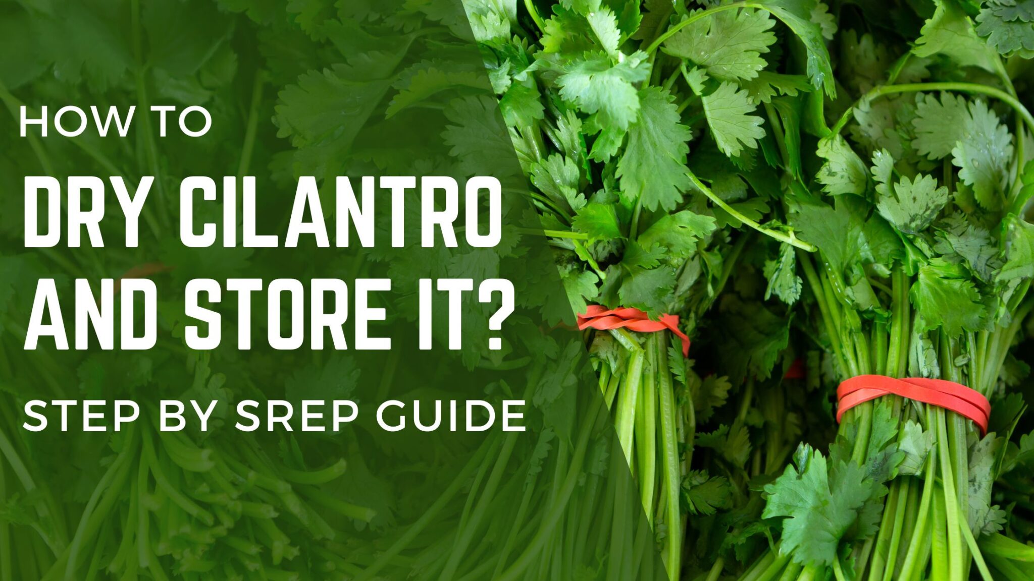 How To Dry Cilantro and store it ? A StepbyStep Guide
