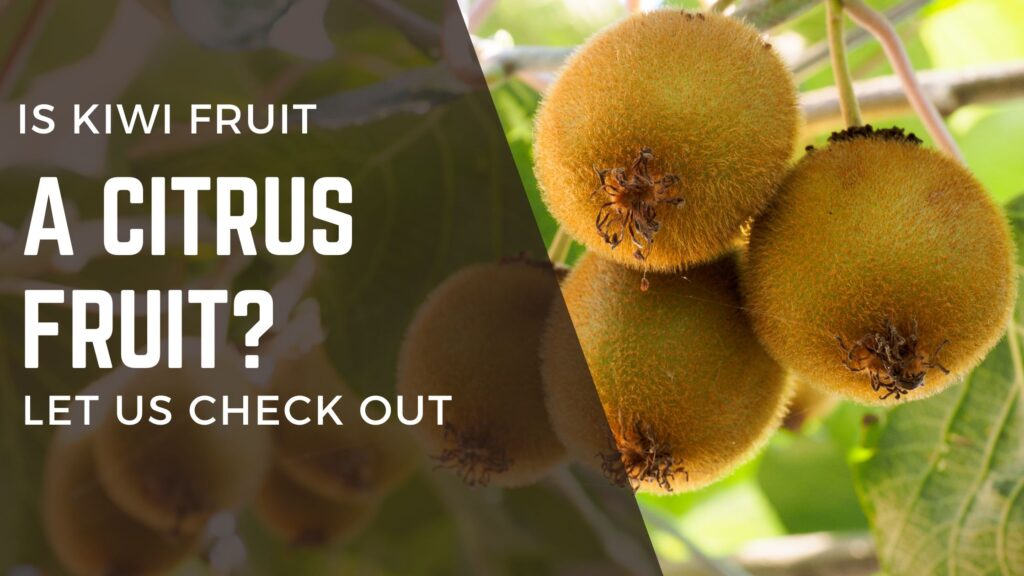 Is kiwi fruit citrus fruit?